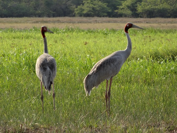 Sarus Crane